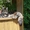 Элитные котята Мейн-кун - Изображение #5, Объявление #138018