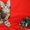 Элитные котята Мейн-кун - Изображение #1, Объявление #138018