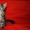 Элитные котята Мейн-кун - Изображение #2, Объявление #138018