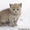 клубные шотландские котята - Изображение #2, Объявление #139129