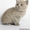 британские (страйт) котята.клубные с документами                                 - Изображение #1, Объявление #141722