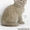 британские (страйт) котята.клубные с документами                                 #141722