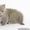 Продаются британские (страйт) котята - Изображение #3, Объявление #139431