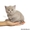 клубные шотландские котята - Изображение #3, Объявление #139129