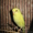 Попугаи-малыши Чехи и обычные - Изображение #3, Объявление #173258