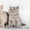Питомник британских короткошерстных кошек «Lozovsky» #173816