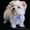 милый Мальтийский щенок для продажи #180858