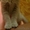 шотландские страйт котята - Изображение #1, Объявление #160842