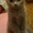 шотландские страйт котята - Изображение #2, Объявление #160842