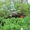 Питомник хвойных и лиственных растений - Изображение #5, Объявление #167619