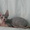 Колорные котята Донского сфинкса - Изображение #3, Объявление #159303