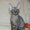 Колорные котята Донского сфинкса - Изображение #2, Объявление #159303