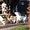 Элитные щенки джек-рассел терьера от питомника - Изображение #1, Объявление #181422