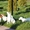 Элитные щенки джек-рассел терьера от питомника - Изображение #2, Объявление #181422