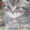Купите британского вислоухого котенка - разные окрасы  #179435