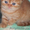 Купите британского вислоухого котенка - разные окрасы  - Изображение #1, Объявление #179435