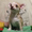 Чихуахуа щенок-огромная радость с ладошку - продается #196343