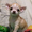 Чихуахуа щенок(мальчик)-огромная радость с ладошку - продается - Изображение #1, Объявление #196351