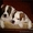 Клубные щенки американского бульдога - Изображение #1, Объявление #201959