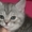 Шотландский котенок страйт - Изображение #1, Объявление #194071