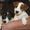 щенки Парсон  Рассел терьера-Parson Russell terrier!!! #215289
