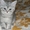 Шотландский котенок страйт - Изображение #2, Объявление #194071