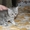 Шотландский котенок страйт - Изображение #3, Объявление #194071