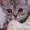 Шотландский котенок страйт - Изображение #4, Объявление #194071