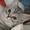 Шотландский котенок страйт - Изображение #5, Объявление #194071