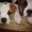 Клубные щенки американского бульдога - Изображение #7, Объявление #201959