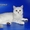 Шотландские серебристые котята - Изображение #3, Объявление #216465