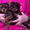 йоркширский терьер-мини щенки #189593