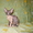 Котик и кошечка канадский сфинкс - Изображение #1, Объявление #197648