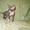 Котик и кошечка канадский сфинкс - Изображение #3, Объявление #197648