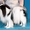 продаются перспективные щенки японского хина - Изображение #2, Объявление #206978