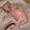 Экзотические Африке Серваль,  оцелот,  Саванна,  каракал котят на продажу #215017