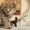 Кошки и котята: каракал, Серваль и Саванна котята - Изображение #2, Объявление #209241