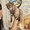 Кошки и котята: каракал, Серваль и Саванна котята - Изображение #1, Объявление #209241