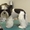 Стрижка декоративных и крупных пород собак. Стрижка кошек - Изображение #3, Объявление #128853