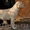Лабрадор ретривер – палевые щенки #231695