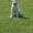 овчарка щенки уникальная белая швейцарская - Изображение #1, Объявление #245960