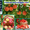 крупным оптом крымские фрукты: Черешня,  Персик,  Слива,  Виноград,  Яблоки #223318