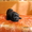Продаются очаровательные,  перспективные щенки лабрадора- ретривера. #237664