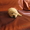 Продаются очаровательные, перспективные щенки лабрадора- ретривера. - Изображение #4, Объявление #237664