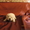 Продаются очаровательные, перспективные щенки лабрадора- ретривера. - Изображение #2, Объявление #237664