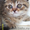 Шотландские вислоухие, британские, хайленд котята  - Изображение #3, Объявление #228357