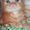 Питомник вислоухих, британских котят  - Изображение #4, Объявление #232040
