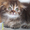 Шотландские вислоухие, британские, хайленд котята  - Изображение #4, Объявление #228357