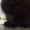 Шотландские вислоухие, британские, хайленд котята  - Изображение #7, Объявление #228357