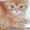 Шотландские вислоухие, британские, хайленд котята  - Изображение #5, Объявление #228357